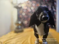 Sorin, a male Dachshund for sale in Downey, ID – Photo 9 of 9