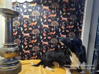 Sorin, a male Dachshund for sale in Downey, ID – Photo 3 of 9