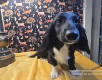 Sorin, a male Dachshund for sale in Downey, ID – Photo 2 of 9