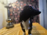 Sorin, a male Dachshund for sale in Downey, ID – Photo 8 of 9