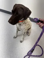 Rane River, a female German Shorthaired Pointer for sale in Bucoda, WA – 2 of 8
