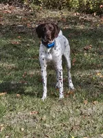 Rane River, a female German Shorthaired Pointer for sale in Bucoda, WA – 4 of 8