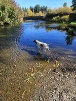 Rane River, a female German Shorthaired Pointer for sale in Bucoda, WA – 7 of 8