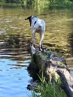 Rane River, a female German Shorthaired Pointer for sale in Bucoda, WA – 5 of 8