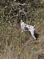 Rane River, a female German Shorthaired Pointer for sale in Bucoda, WA – 6 of 8