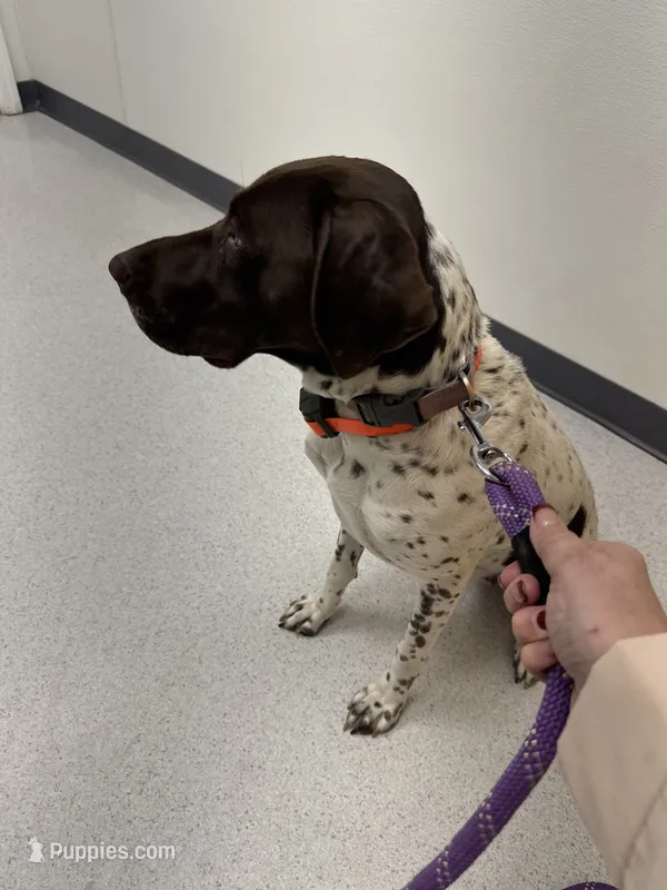 Rane River – German Shorthaired Pointer puppy for sale in Bucoda, WA