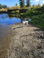 Rane River, a female German Shorthaired Pointer for sale in Bucoda, WA – 8 of 8