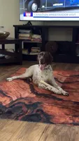 Rane River, a female German Shorthaired Pointer for sale in Bucoda, WA – 3 of 8