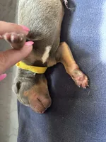 Yellow Collar Blue female, a female Doberman Pinscher for sale in Falling Waters, WV – 2 of 2
