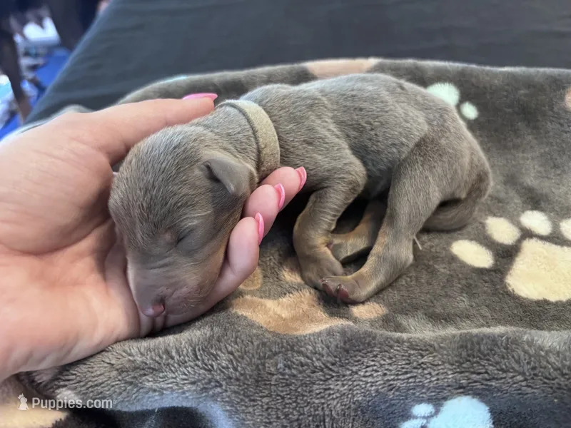 Grey Collar Blue male – Doberman Pinscher puppy for sale in Falling Waters, WV
