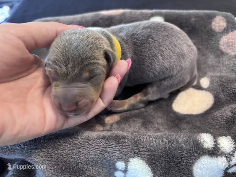 Yellow Collar Blue female – Doberman Pinscher puppy for sale in Falling Waters, WV
