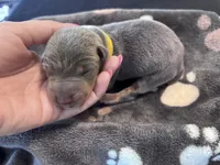 Yellow Collar Blue female, a female Doberman Pinscher for sale in Falling Waters, WV – 1 of 2