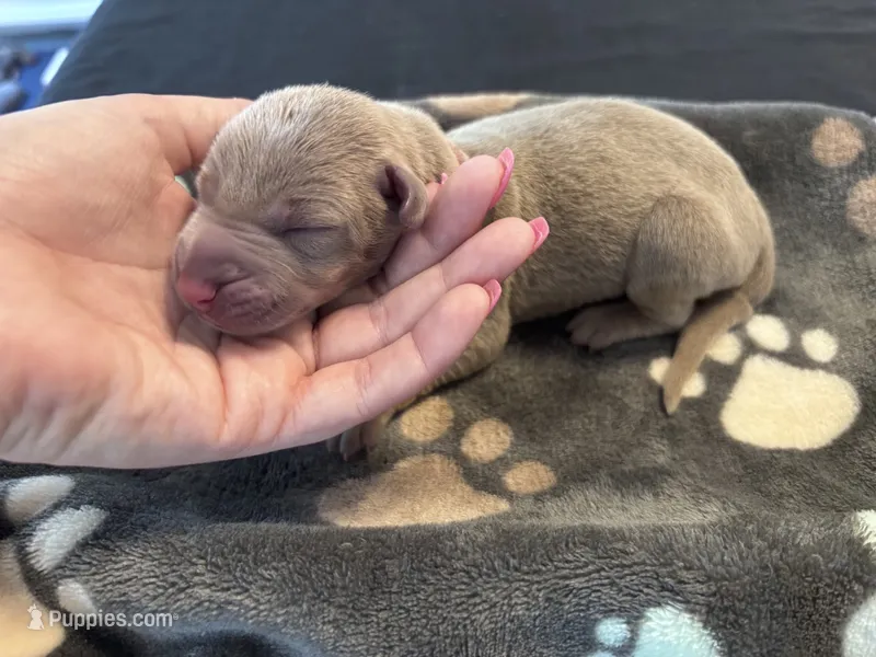 Pink Collar Fawn female – Doberman Pinscher puppy for sale in Falling Waters, WV