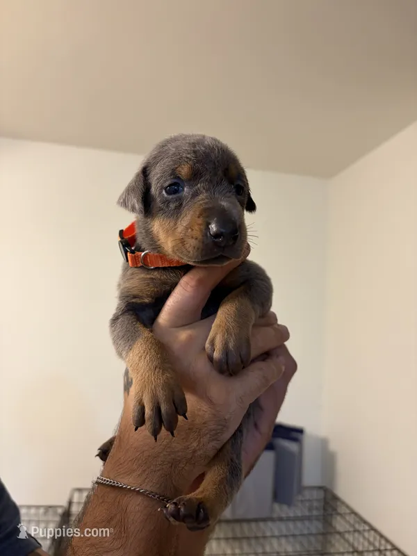 Orange collar Blue Female – Doberman Pinscher puppy for sale in Falling Waters, WV