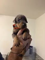 Orange collar Blue Female, a female Doberman Pinscher for sale in Falling Waters, WV – 1 of 1