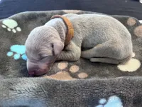 Brown Collar Fawn male, a male Doberman Pinscher for sale in Falling Waters, WV – 2 of 2