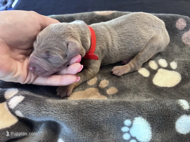Red Collar Fawn female – Doberman Pinscher puppy for sale in Falling Waters, WV