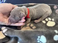 Red Collar Fawn female, a female Doberman Pinscher for sale in Falling Waters, WV – 1 of 1