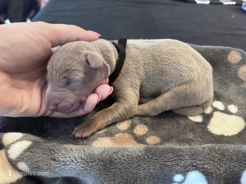 Black Collar Fawn male – Doberman Pinscher puppy for sale in Falling Waters, WV
