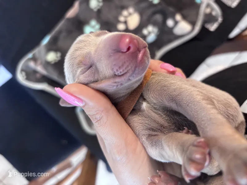 Brown Collar Fawn male – Doberman Pinscher puppy for sale in Falling Waters, WV