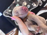 Brown Collar Fawn male, a male Doberman Pinscher for sale in Falling Waters, WV – 1 of 2