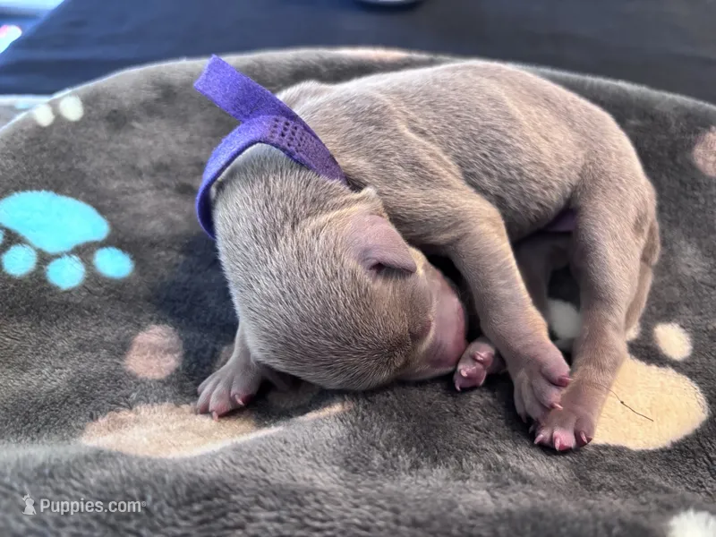 Purple Collar Fawn female – Doberman Pinscher puppy for sale in Falling Waters, WV