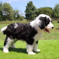 America, a female Sheepadoodle for sale in Brownstown, IL – 7 of 9