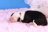 Adams, a male Sheepadoodle for sale in Vandalia, IL – 3 of 4