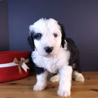 Freedom, a female Sheepadoodle for sale in Brownstown, IL – 7 of 9
