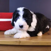 America, a female Sheepadoodle for sale in Brownstown, IL – 9 of 10
