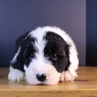 America, a female Sheepadoodle for sale in Brownstown, IL – 2 of 10