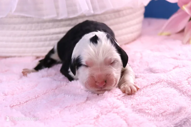 Freedom – Sheepadoodle puppy for sale in Vandalia, IL