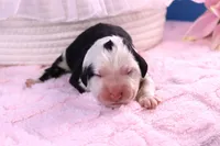 Freedom, a female Sheepadoodle for sale in Vandalia, IL – 1 of 5