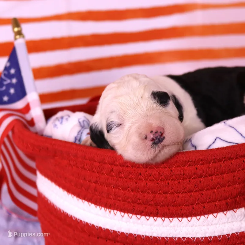 Anthem – Sheepadoodle puppy for sale in Vandalia, IL
