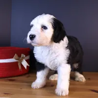 Freedom, a female Sheepadoodle for sale in Brownstown, IL – 2 of 9