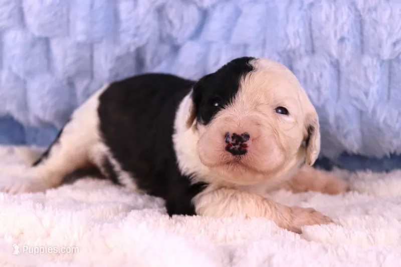 Betsy R. – Sheepadoodle puppy for sale in Vandalia, IL