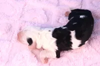 LIberty, a female Sheepadoodle for sale in Vandalia, IL – 3 of 4