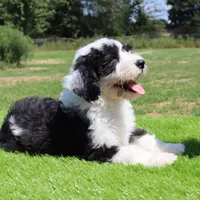 America, a female Sheepadoodle for sale in Brownstown, IL – 8 of 9