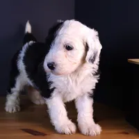 Betsy R., a female Sheepadoodle for sale in Brownstown, IL – 5 of 10