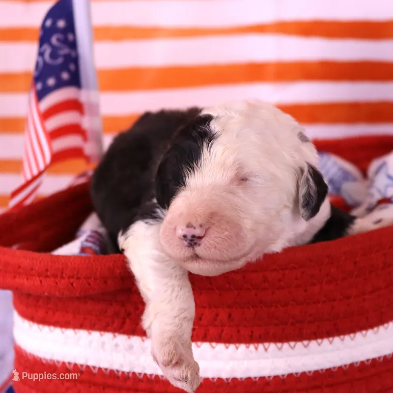 Adams – Sheepadoodle puppy for sale in Vandalia, IL