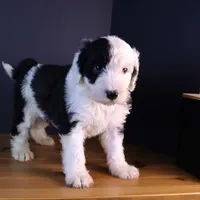 Betsy R., a female Sheepadoodle for sale in Brownstown, IL – 4 of 10