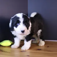 America, a female Sheepadoodle for sale in Brownstown, IL – 4 of 10