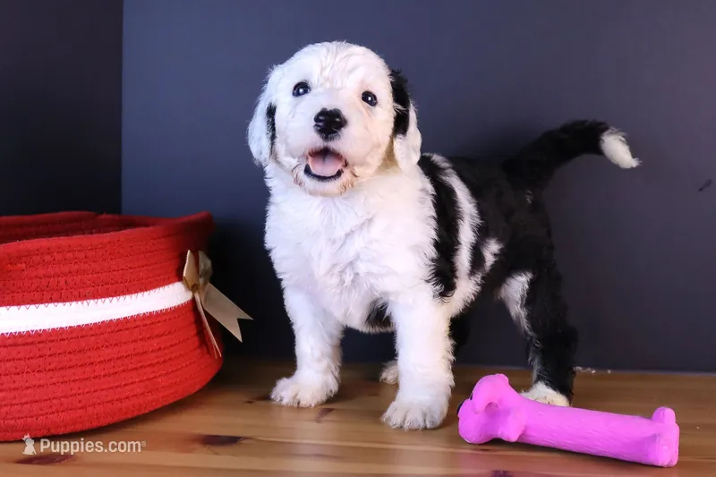 LIberty – Sheepadoodle puppy for sale in Vandalia, IL