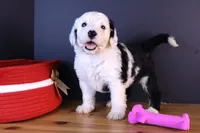 LIberty, a female Sheepadoodle for sale in Brownstown, IL – 1 of 9