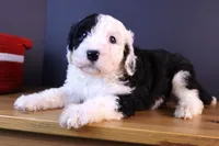 Betsy R., a female Sheepadoodle for sale in Brownstown, IL – 7 of 10