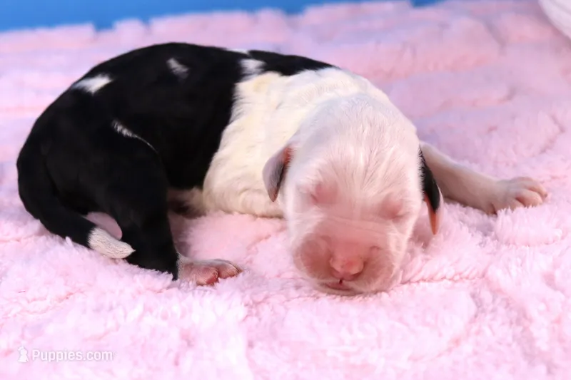 LIberty – Sheepadoodle puppy for sale in Vandalia, IL