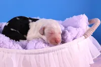 LIberty, a female Sheepadoodle for sale in Vandalia, IL – 4 of 4