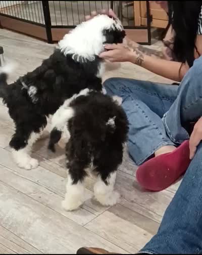 America, a female Sheepadoodle for sale in Brownstown, IL – 9 of 9