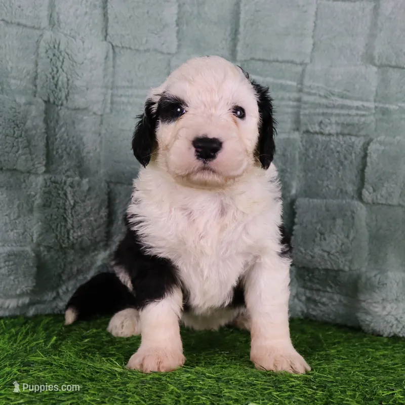 Freedom – Sheepadoodle puppy for sale in Vandalia, IL