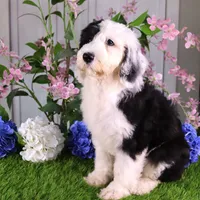 Betsy R., a female Sheepadoodle for sale in Brownstown, IL – 3 of 10